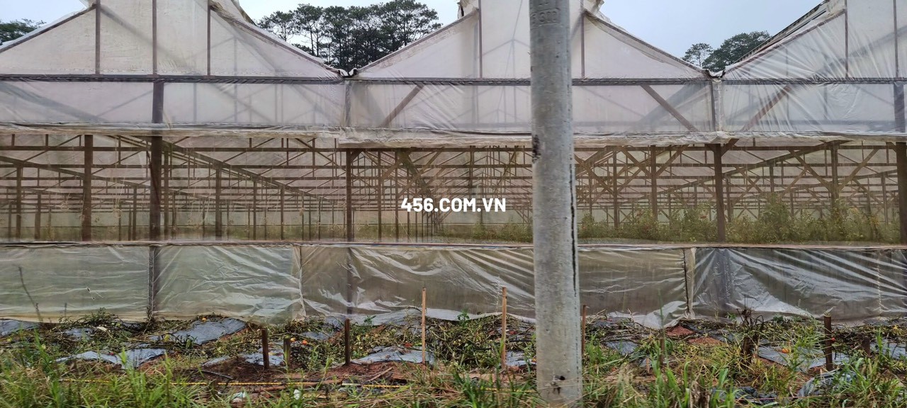 Hinh-Bán 50,5 Hecta đất nông nghiệp Đa Nhim Lạc Dương Lâm Đồng